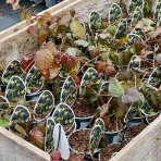 Černica nepichľavá - beztŕňová (Rubus fruticosus) ´ČAČANSKÁ BEZTRNNÁ´ - výška 30-40 cm, kont. P13, stredne skorá